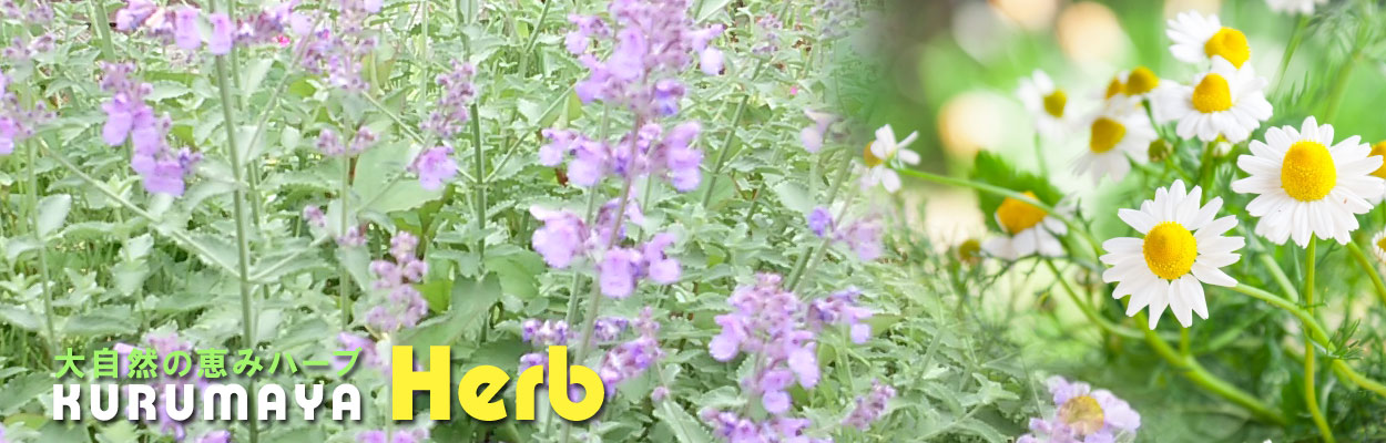 Kurumaya ヤロウ苗 ピンク 栽培期間農薬不使用無化肥 大自然の恵み 赤 長野県信濃町斑尾山のハーブ 400円